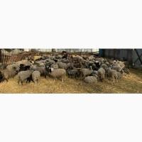 Продам вівці Романовської породи від виробника. Тільки від 100 голов