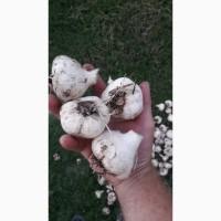 Продам часник
