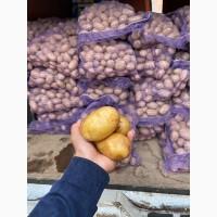 Продам картошку