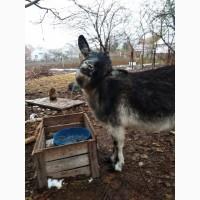 Продаю козье молоко, творог, брынзу, Адыгейский сыр