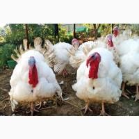 БИГ-6 Индюшата суточные, Хайбрид