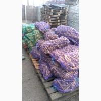 Продам корень хрена