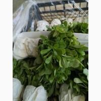 Продам салат Айсберг экспортного качества оптом из Турции