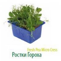 Продам салат Айсберг экспортного качества оптом из Турции
