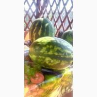 Продам, большой объем Арбуза. Сорта разные
