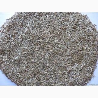 Насіння вівсяниця лугова