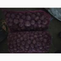 Продам столовий буряк