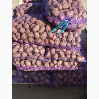 Продам Семенной и картофель сортов, Ред Леди, Лабелла, город Кривой Рог