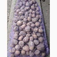 Продам Семенной и картофель сортов, Ред Леди, Лабелла, город Кривой Рог