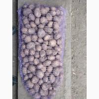 Продам Семенной и картофель сортов, Ред Леди, Лабелла, город Кривой Рог