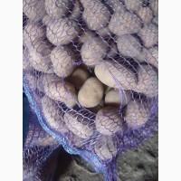 Продам Семенной и картофель сортов, Ред Леди, Лабелла, город Кривой Рог