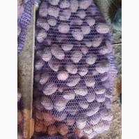 Продам Семенной и картофель сортов, Ред Леди, Лабелла, город Кривой Рог