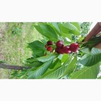 Продам черешню