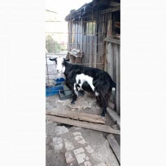Продам двух молодых дойных коз