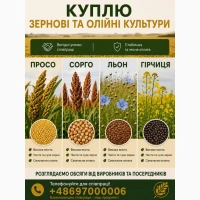 Куплю Сочевицю, вику, сорго