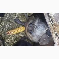 Продам порісні нутрії