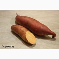 Батат Маточный клубень10сортов Для едыЭКО продуктДля прикорму малюкам кремова оранж фиолет