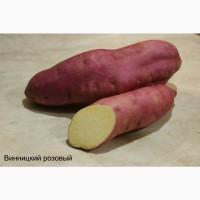 Батат Маточный клубень10сортов Для едыЭКО продуктДля прикорму малюкам кремова оранж фиолет