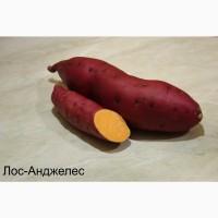 Батат Маточный клубень10сортов Для едыЭКО продуктДля прикорму малюкам кремова оранж фиолет