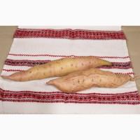 Батат Маточный клубень10сортов Для едыЭКО продуктДля прикорму малюкам кремова оранж фиолет