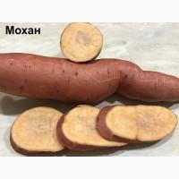 Батат Маточный клубень10сортов Для едыЭКО продуктДля прикорму малюкам кремова оранж фиолет
