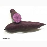 Батат Маточный клубень10сортов Для едыЭКО продуктДля прикорму малюкам кремова оранж фиолет