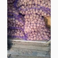 Продам семенную Арезона