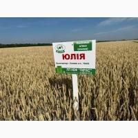 Елітне насіння озимої пшениці ЮЛІЯ