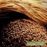 Продам солод ржаной ТМ Чудновский солод