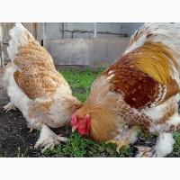 Яйце інкубаційне, курчата, Кохінхін біле золото, блакитний