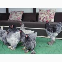 Яйце інкубаційне, курчата, Кохінхін біле золото, блакитний