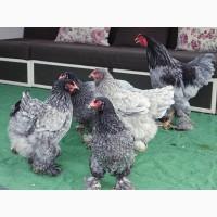 Яйце інкубаційне, курчата, Кохінхін біле золото, блакитний