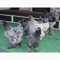 Яйце інкубаційне, курчата, Кохінхін біле золото, блакитний