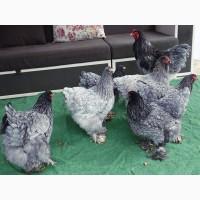 Яйце інкубаційне, курчата, Кохінхін біле золото, блакитний