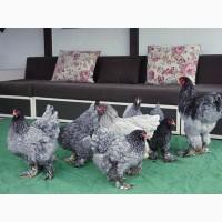 Яйце інкубаційне, курчата, Кохінхін біле золото, блакитний