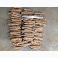 Продам моркву на переробку, в наявності 1300 кг