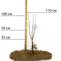 Саджанці вишні Повстяна