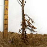 Саджанці вишні Повстяна