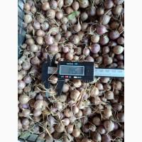 Продам воздушку часнику сорт Любаша