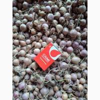 Продам воздушку часнику сорт Любаша