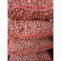 Продам воздушку часнику сорт Любаша