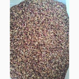 Продам воздушку часнику сорт Любаша