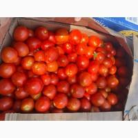 Продам помідор