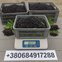 Закупаем бузину в Чернігові – от 300 кг, опт. Завод купляє на холодильнику в Чернігові
