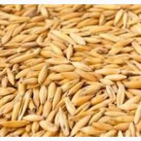 Куплю овес в Івано-Франківській, Тернопільській, Львівській обл