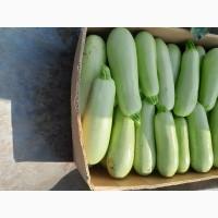 Продам кабачата