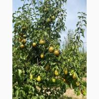 Продамо грушу оптом