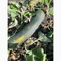 Продам гарбузи мускатні оптом