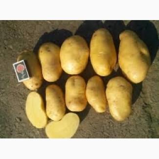 Посадкова картопля Гранада Житомирська область купити якісну, роздріб від 10 кг