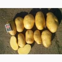 Посадкова картопля Гранада Житомирська область купити якісну, роздріб від 10 кг